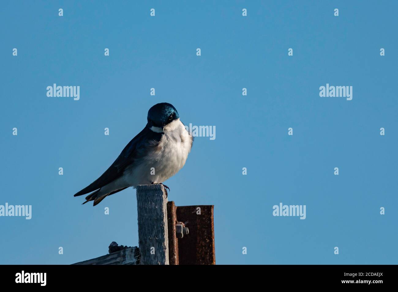 Tree Swallow appollaiato su palo di legno al tramonto Foto Stock