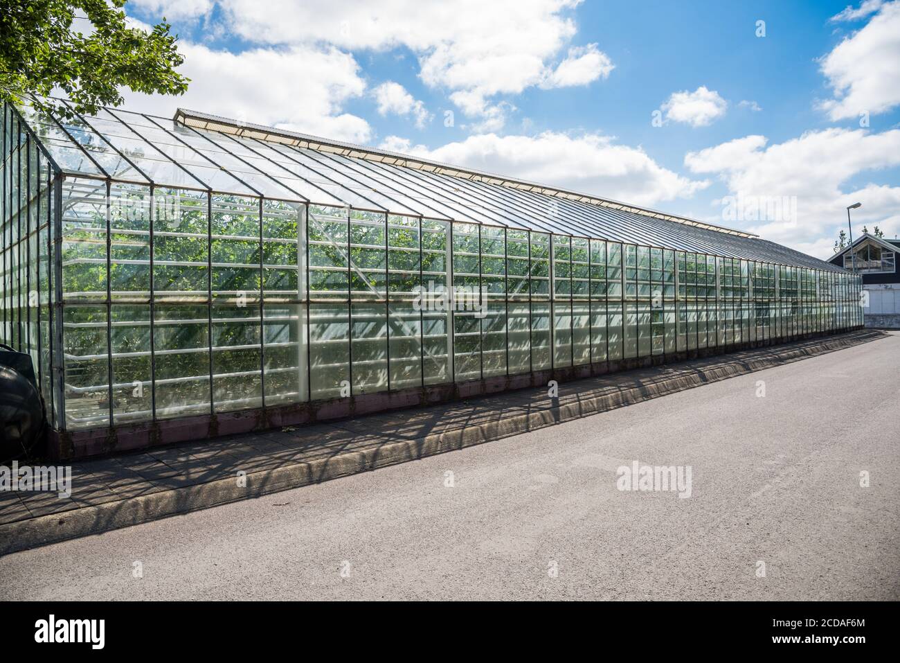 Esterno di una serra riscaldata geotermica per la coltivazione di verdure in Islanda in una giornata estiva di sole Foto Stock