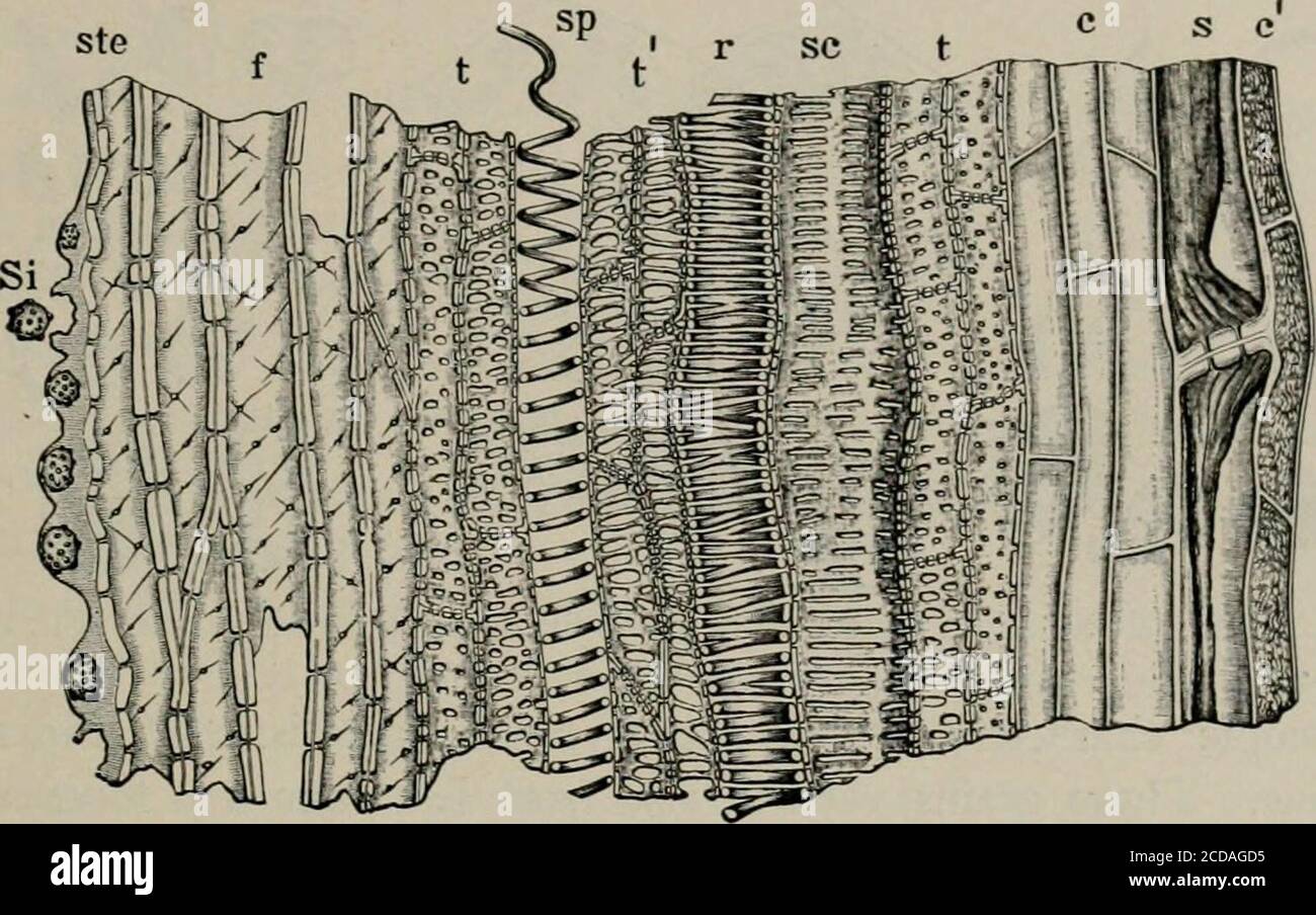 Tubi xilematici immagini e fotografie stock ad alta risoluzione - Alamy
