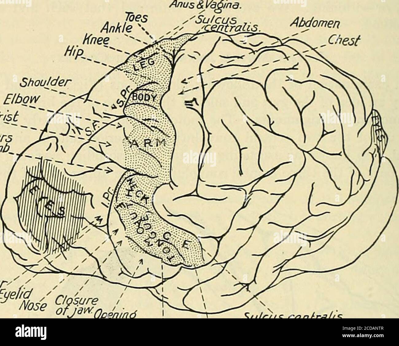 . La pratica della medicina; un testo-libro per i medici e gli studenti, con particolare riferimento alla diagnosi e al trattamento. Di fronte alla fessura Rolandic, e questa visione è stata ampiamente accettata (Fig. 160). Tutte le malattie che distruggono qualsiasi parte considerabile di questa zona corticale producono invariabilmente paralisi della metà opposto del corpo, mentre non importa quanto esteso il processo distruttivo Sherrington. L'azione di integrazione del sistema nervoso, Londra, 1906. 946 MALATTIE DEL SISTEMA NERVOSO altrove nella corteccia, il movimento rimane intatto se questo non viene toccato. Lesione corticale anacuta Foto Stock