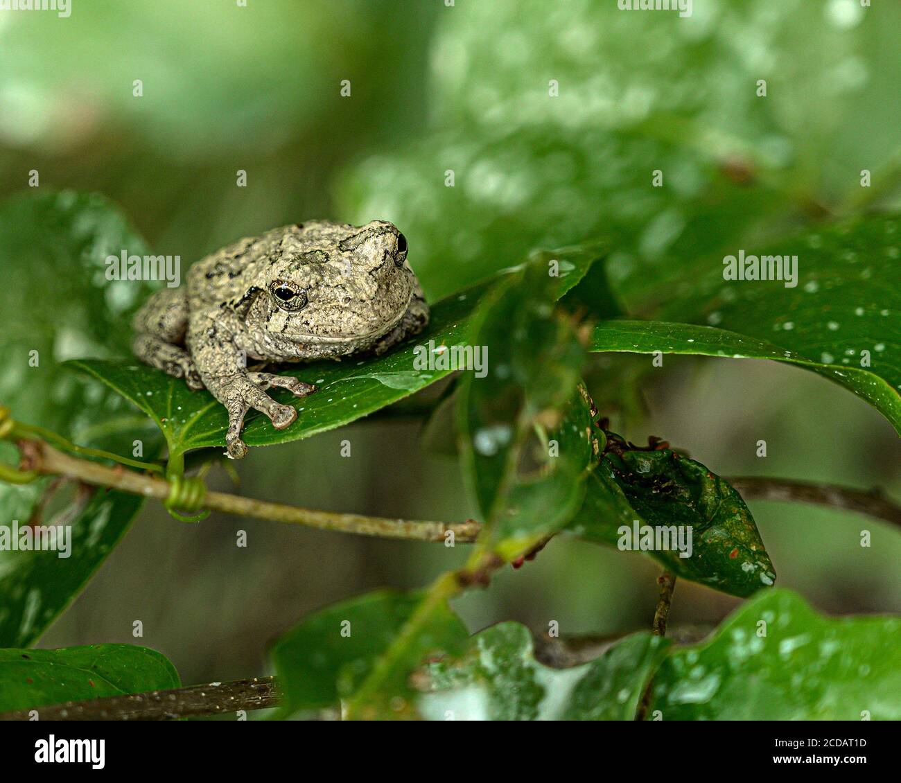 Rana americana Foto Stock