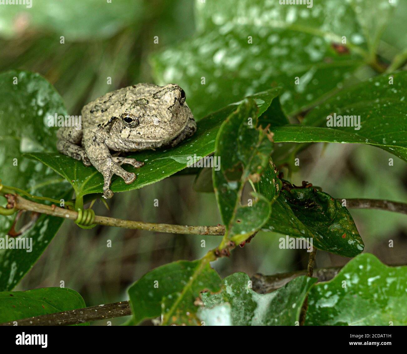 Rana americana Foto Stock