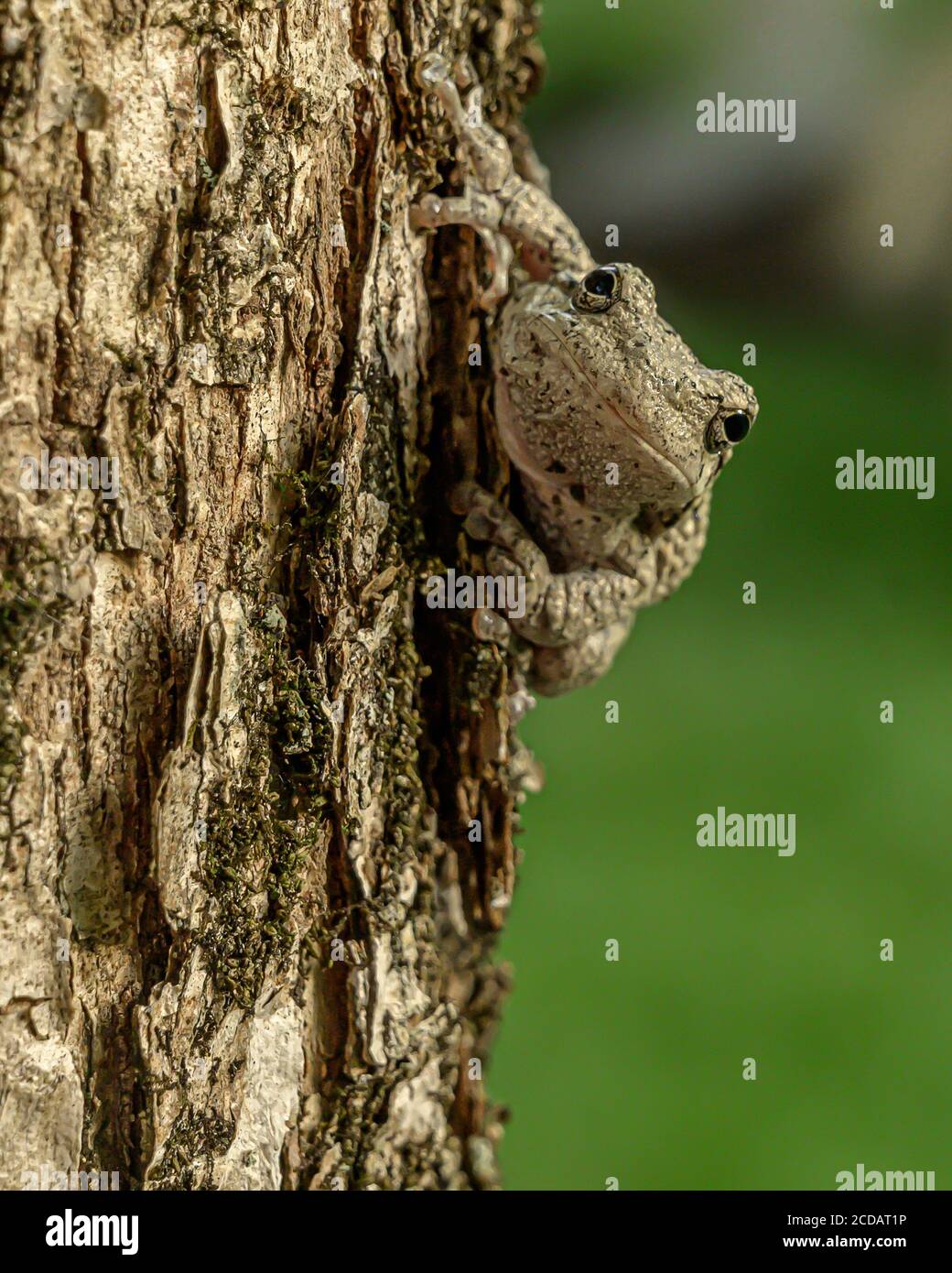 Rana americana Foto Stock