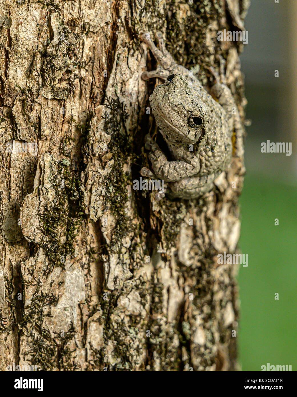 Rana americana Foto Stock