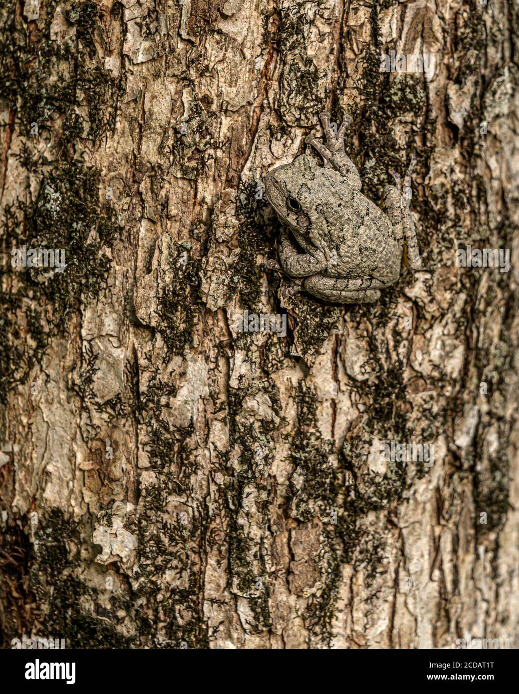Rana americana Foto Stock