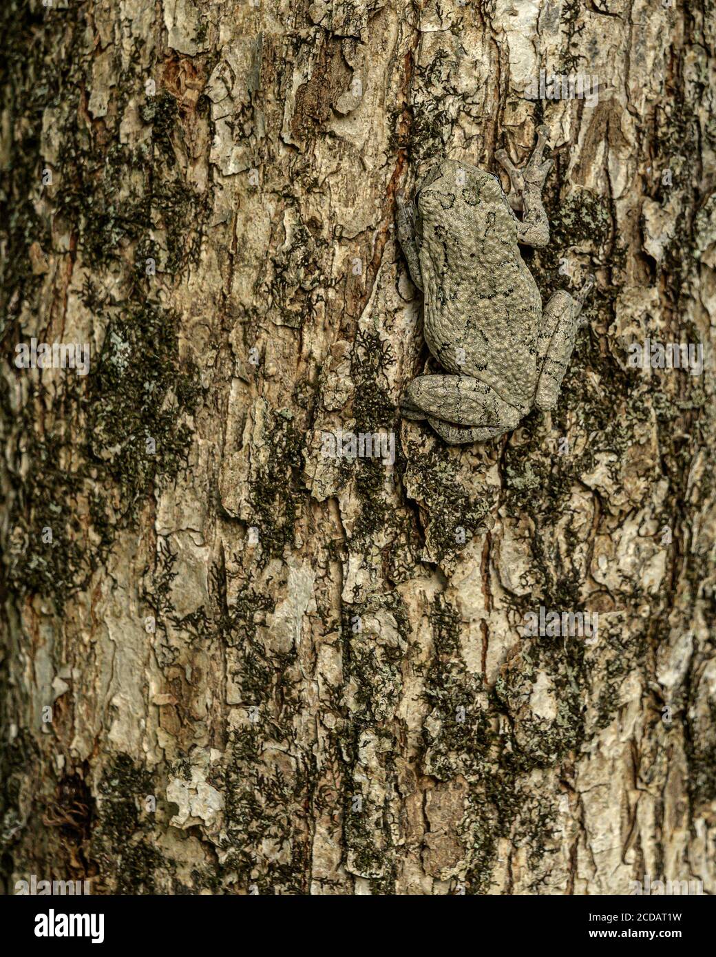 Rana americana Foto Stock