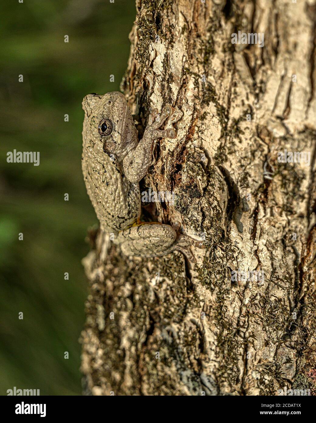 Rana americana Foto Stock