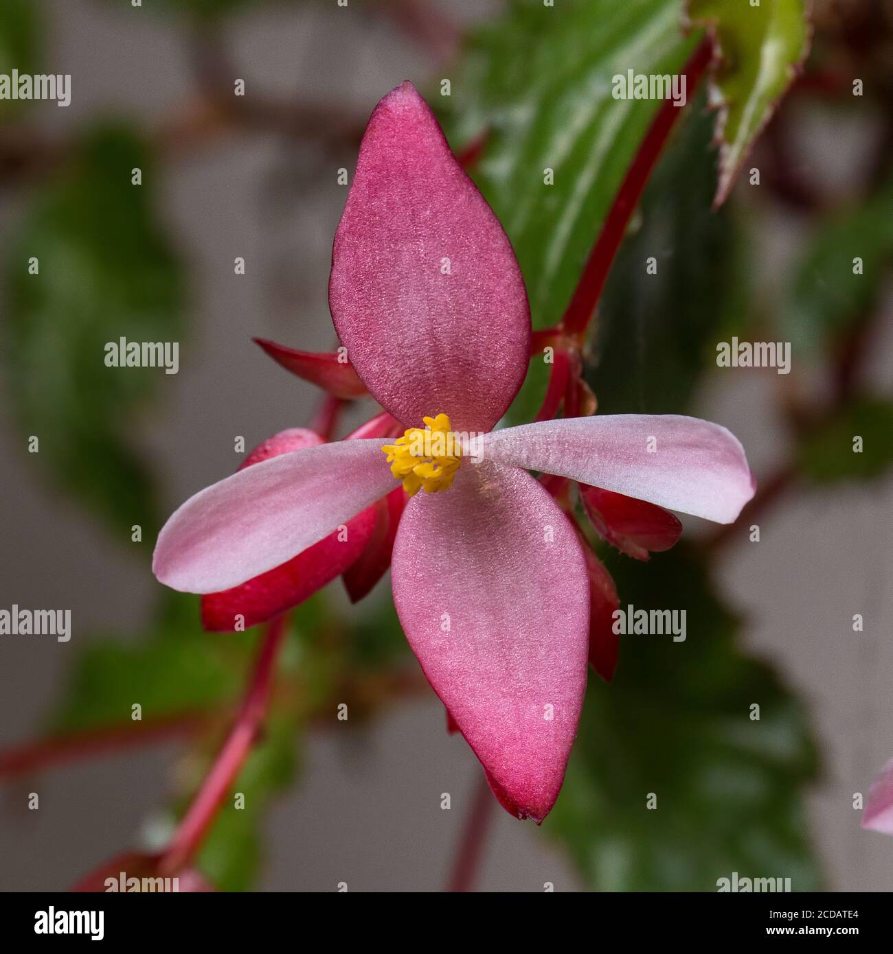 Una cera Begonia, Begonia x semperflorens -cultorum, in fiore nei giardini dell'Hotel Santo Tomas a Chichicastenango, Guatemala. Foto Stock