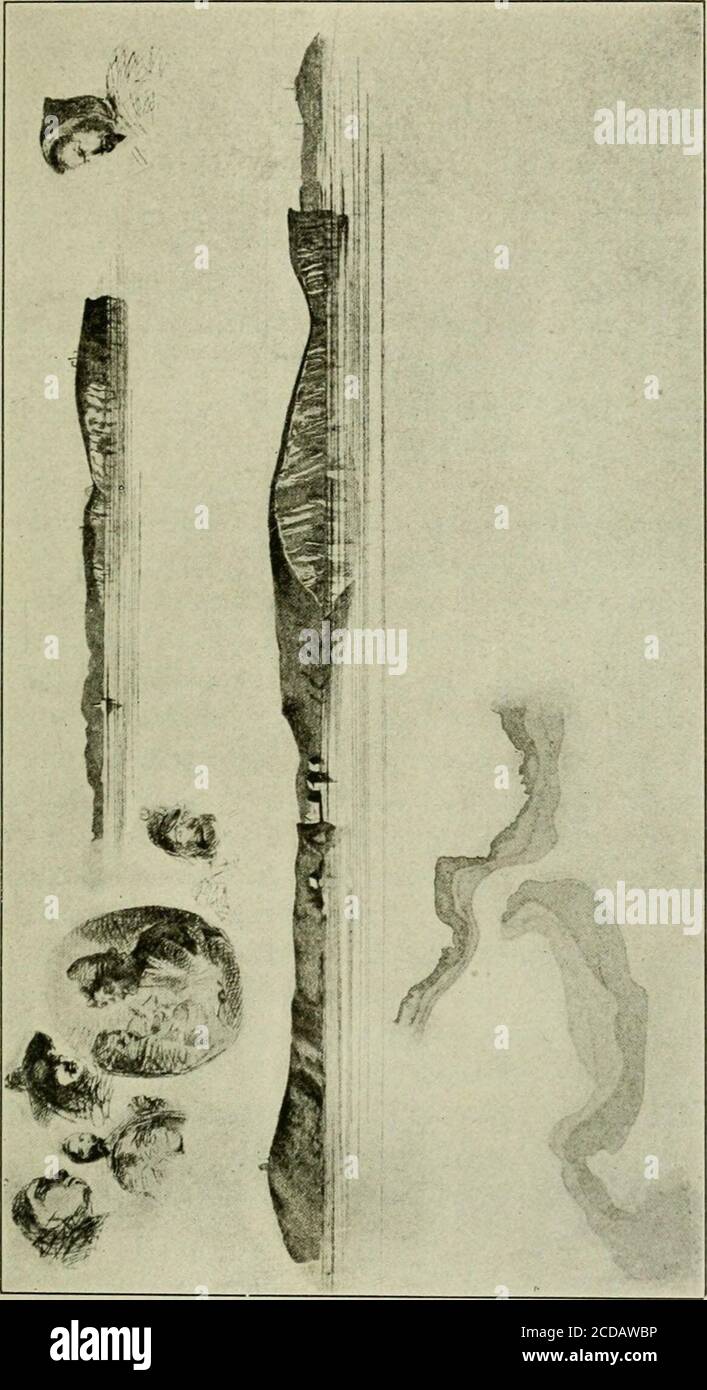 . Il libro di Whistler; una monografia della vita e della posizione nell'arte di James McNeill Whistler, insieme ad un attento studio delle sue opere più importanti. O gusto per la mappa che progetta le viste andbirds-eye. Si dice che pagò più atten-tion al disegno deliberato di piccolo treesand dettaglio che ai fatti tipografici. La sua carriera militare era giunta al termine; hehad per fare qualcos'altro, e sentì che hehad per diventare un artista a qualsiasi prezzo. Moneywas non era troppo abbondante nella famiglia Whistler, ma ci era sufficiente per permettergli un tempo libero per studiare l'arte dovunque ha scelto e così è andato a pari Foto Stock