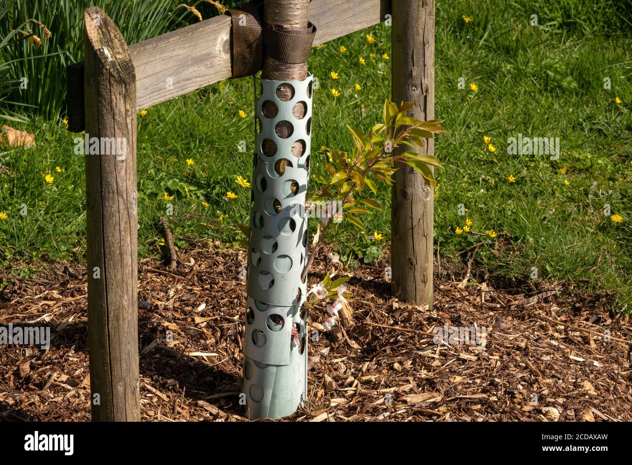 Foglie o germogli di ciliegio giovani in primavera che crescono attraverso Rimboschimento del tubo di protezione a rete metallica Irlanda Foto Stock