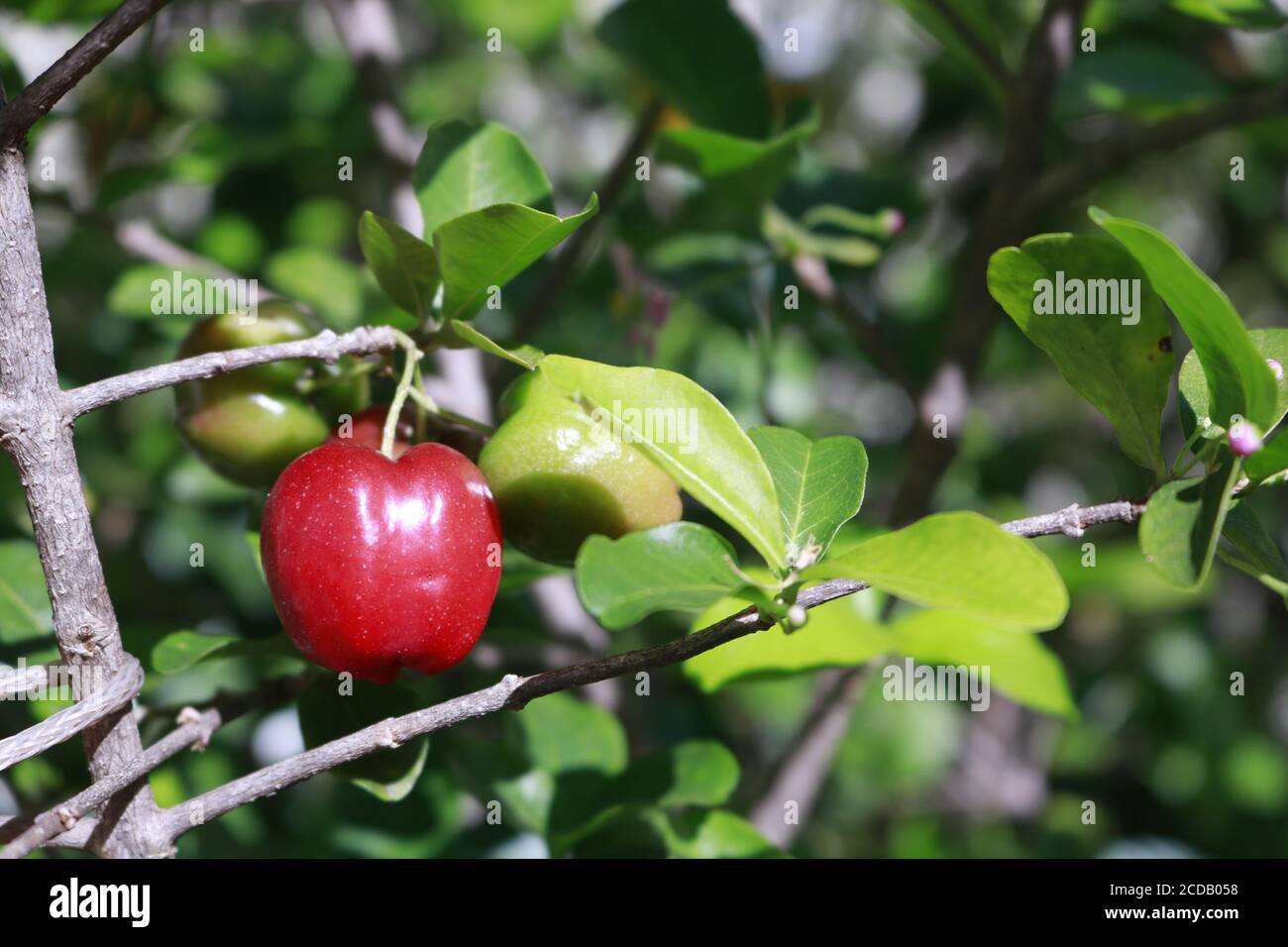 Tipica frutta brasiliana Acerika in un giardino. Foto Stock