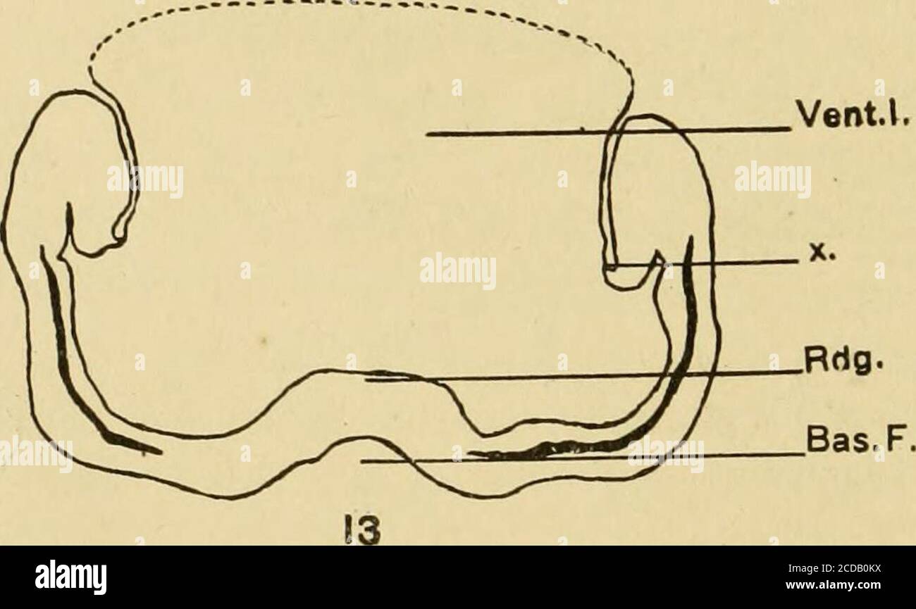 . Giornale di neurologia comparativa . Sfiato J. 12 sfiato Fig. 12 sezione coronale attraverso la parte anteriore della vescicola cerebrale. Vent.l., cav-ity della vescicola cerebrale; X., segna il punto di attacco del tetto sottile al pillarof interno addensato margine cerebrale ricorrente. X F. Fig. 13 sezione coronale attraverso la parte centrale della vescicola cerebrale. Rdg., cavità intricolare di cresta corrispondente al solco esterno (Bas.F.). Le relazioni di tale cresta e solco sono ulteriormente illustrate nelle figure 50 e 51. Altre lettere nella figura 12. X F. Si vedrà in questi diagrammi che la por-zione basale addensata del cervello Foto Stock