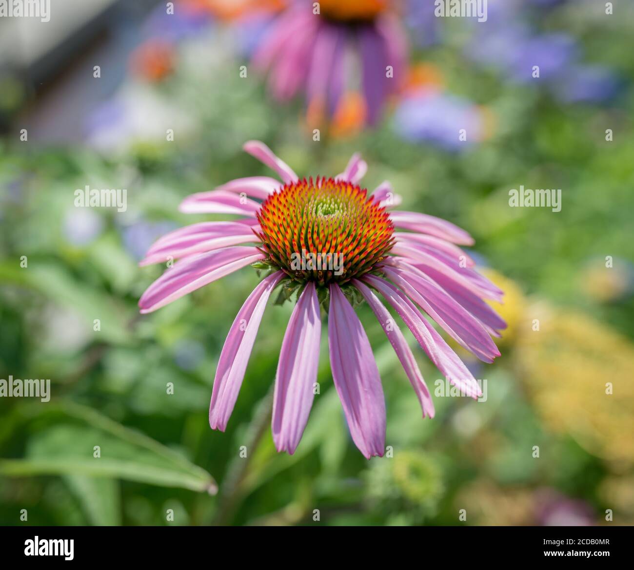 Primo piano fiore Echinacea, sfondo colorato Foto Stock