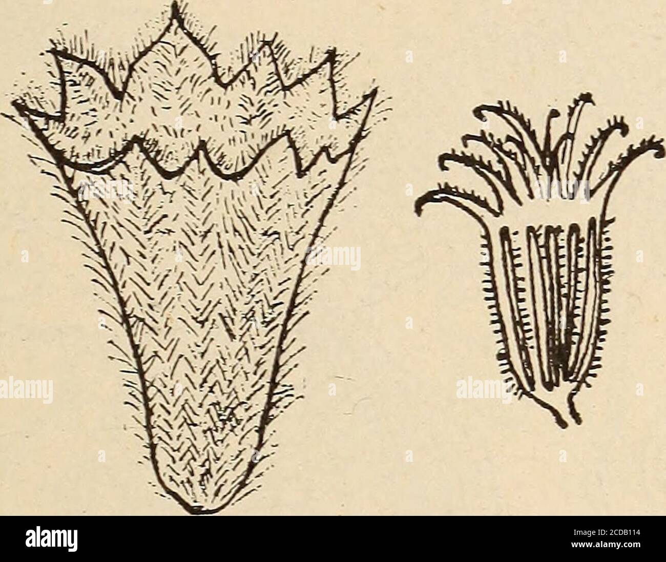 . Rivista americana di farmacia. Re opposto, peteolato, exstipate, varyingfrom ovate a largo ovate a quasi orbicolare nel profilo, 1.5 a 6cm. Di lunghezza, 9 a 25 mm. Di larghezza; apice ottuso; base stretta arrotondata o sottocorata; margine grossolanamente crenato; superficie superiore surfattata-biancastra, superficie inferiore lana; Venazione reticolata-pinnata.l'infloresistenza è un verticillaster con fiori disposti in coroli denseascellari, ciascuno avente una calix6-7 mm. Tubolare sparsamente pubescente, con 10 denti subulari, ricorsi, a setole (Fig.3, M), una corolla biancastra, quattro stamens paralleli ascendono Foto Stock