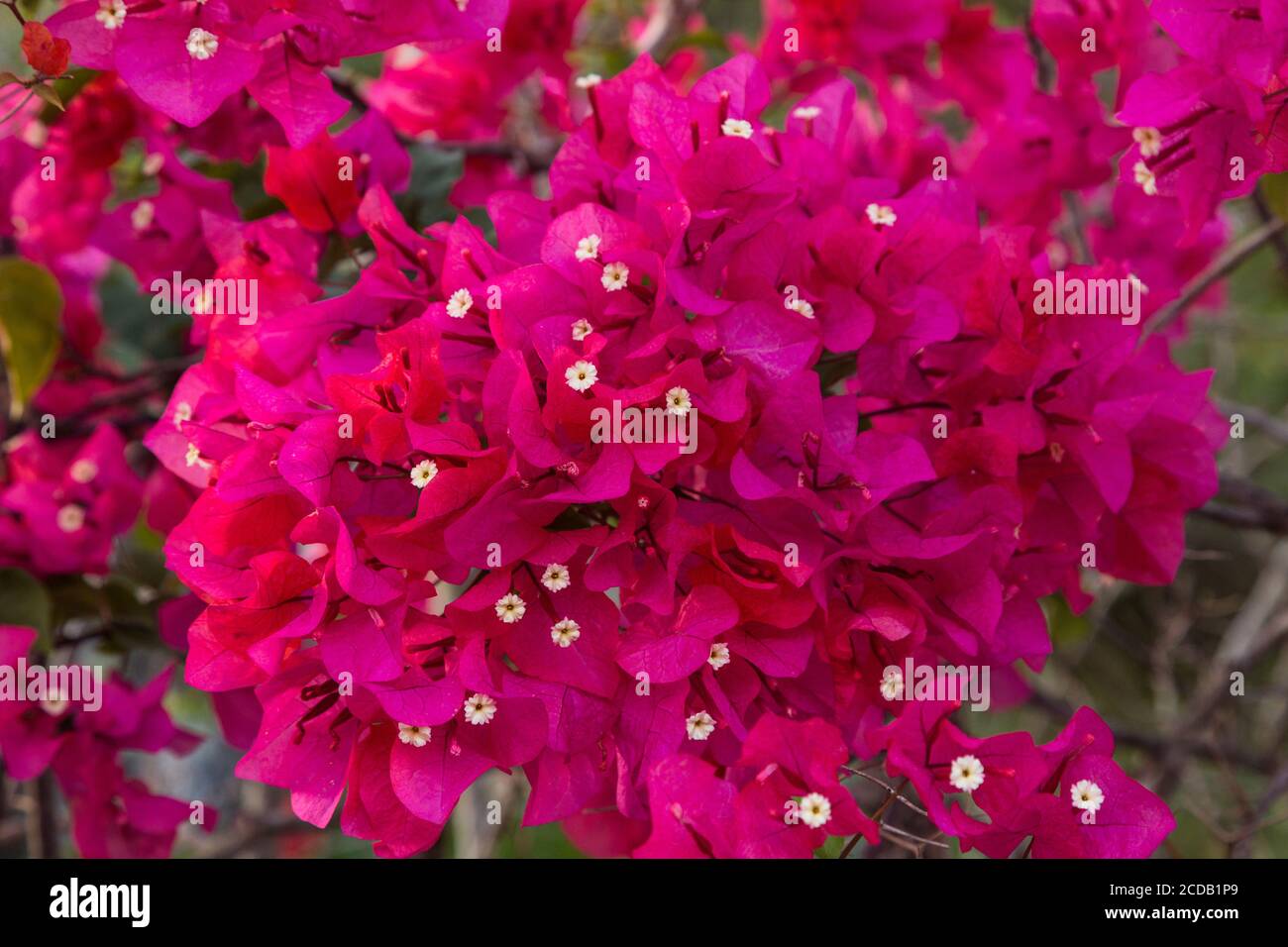 Una pianta di bougainvillea in fiore. Il fiore reale è il piccolo fiore bianco, mentre le parti rosse showy sono realmente bracts della foglia. Foto Stock