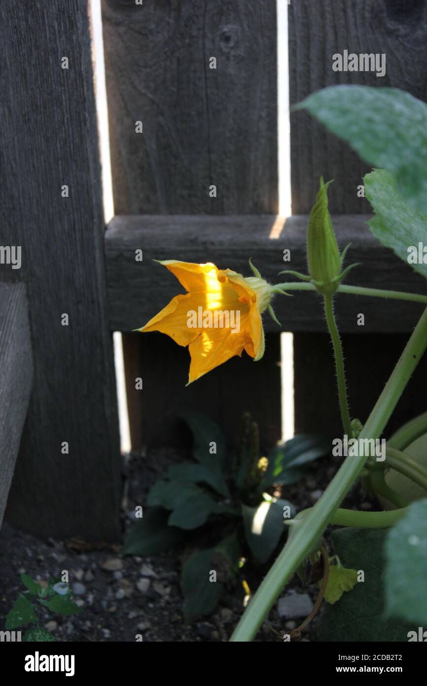 Giardino urbano del cortile biologico di un fiore vegetale di zucca arancione brillante bello. Foto Stock