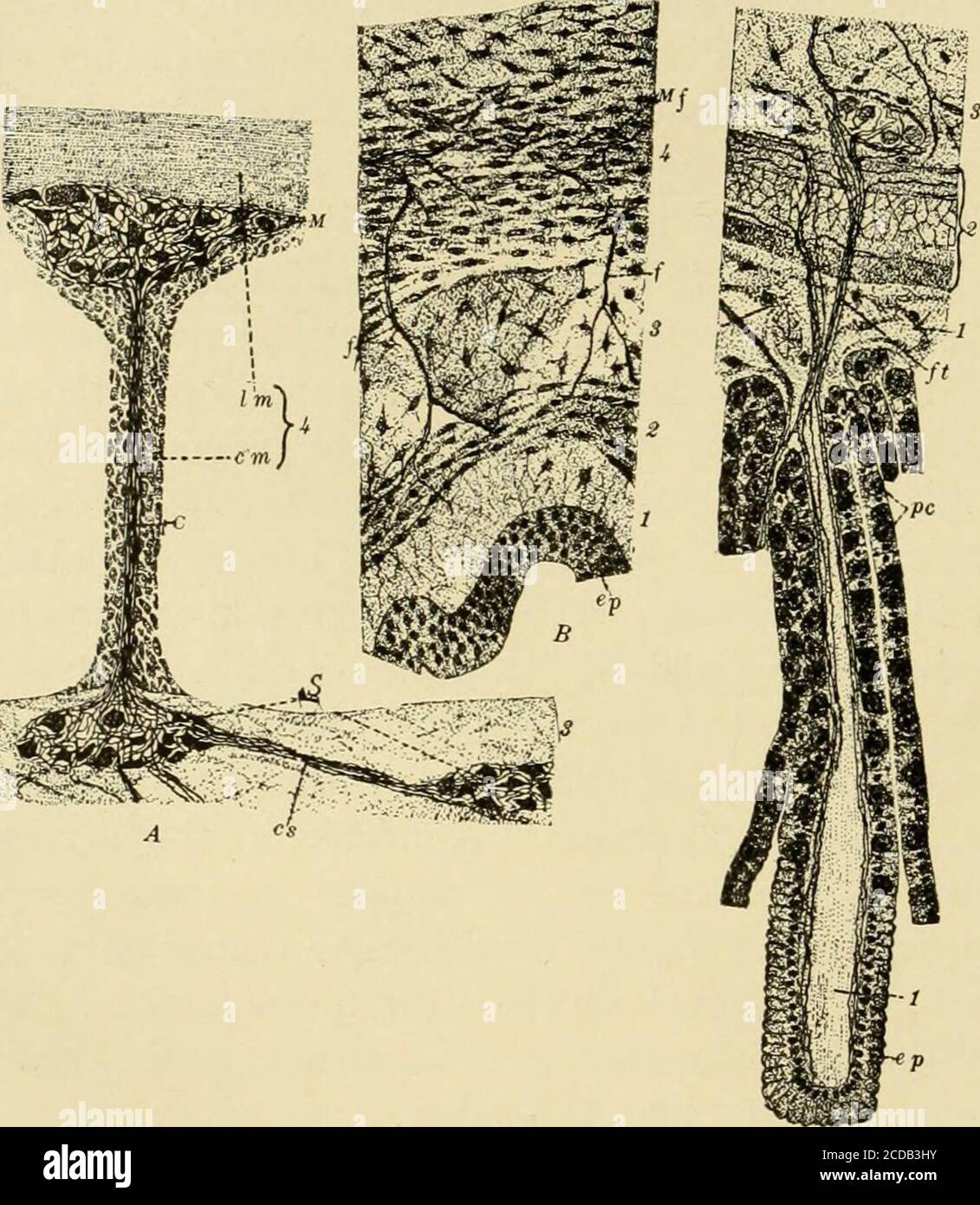 . Giornale di neurologia comparativa il plesso mien-terico al livello del plesso submuco. Non vi è dubbio, quindi, che le singole fibre nervose si estendono fromone di questi plexes nell'altro. Suhviuco-plesso i ganglia del plesso submuco, come quelli del myentericplexus, sono variamente collegati da commiscugli di fibre non medullatedine in cui sia gli assoni che i dendriti possono essere tracciati. I Tesecommissuri, in cui le fibre sono solitamente più o meno aggregate, con i gangli interposti ai loro nodalpoint formano una rete che in generale è confinata alla su Foto Stock