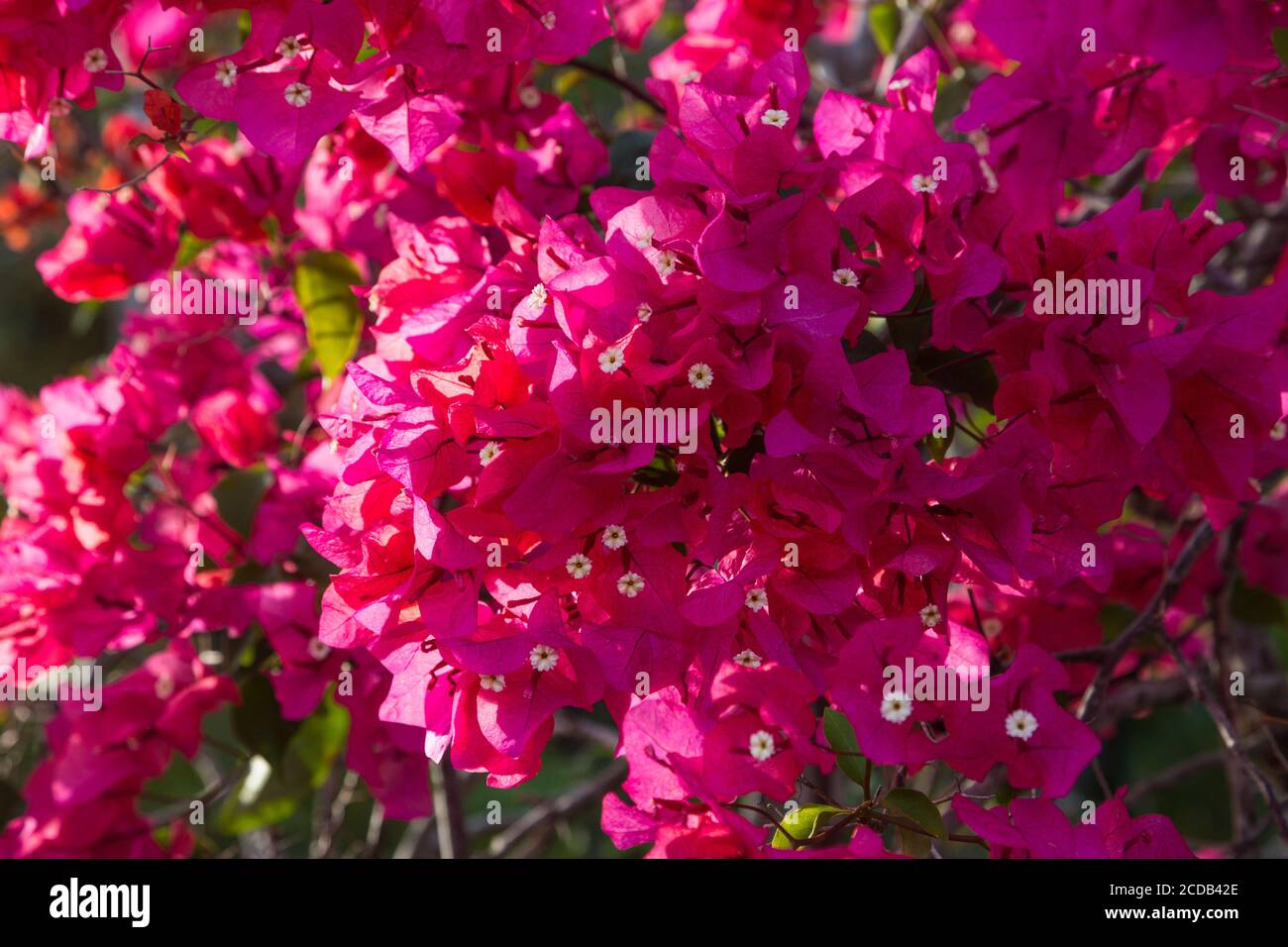 Una pianta di bougainvillea in fiore. Il fiore reale è il piccolo fiore bianco, mentre le parti rosse showy sono realmente bracts della foglia. Foto Stock