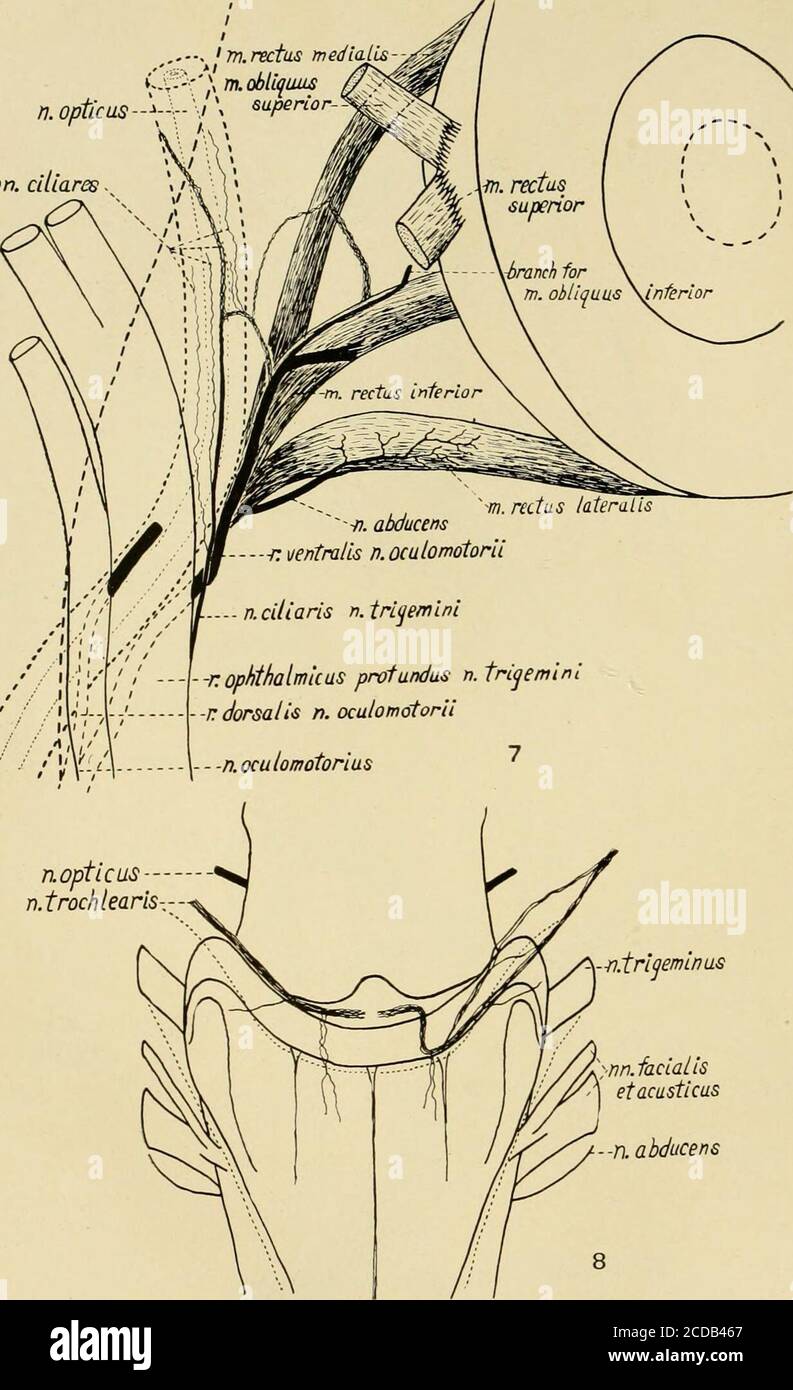 . Giornale di neurologia comparativa . ?l-n oftalmicus profundus ntrlgemini -n. opticus3^r ventralis-n. oculamotorU Fig. 5 vista dorsale dell'orbita destra che mostra la fine dei nervi andabducenti trocleari e del ramus dorsale del nervo oculomotorio. X 10. Fig. 6 vista ventrale dell'orbita destra che mostra la fine del ventralamo del nervo oculomotorio. X 10. 171 ,---. 7n.rettus mediatls-ysv^-V-- , m. obuquils // .-^rj. Opticas---,--J «V^^-%:^V ./. i ??•V if n/7, aUares -. --n.irl^emlnas ]:-nn. Facialisetacusticus -n. abducens Fig. 7 vista dorsale dell'orbita destra. Il supe Foto Stock