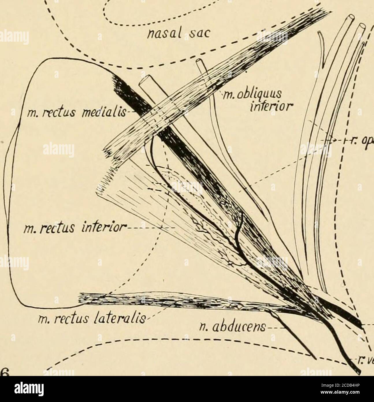 . Giornale di neurologia comparativa . -r.dorsalis n. ocalomotoriioftalmicus protanus n.tri^efnlnl. ?l-n oftalmicus profundus ntrlgemini -n. opticus3^r ventralis-n. oculamotorU Fig. 5 vista dorsale dell'orbita destra che mostra la fine dei nervi andabducenti trocleari e del ramus dorsale del nervo oculomotorio. X 10. Fig. 6 vista ventrale dell'orbita destra che mostra la fine del ventralamo del nervo oculomotorio. X 10. 171 ,---. 7n.rettus mediatls-ysv^-V-- , m. obuquils // .-^rj. Opticas---,--J «V^^-%:^V ./. i ??•V if n/7, aUares - Foto Stock