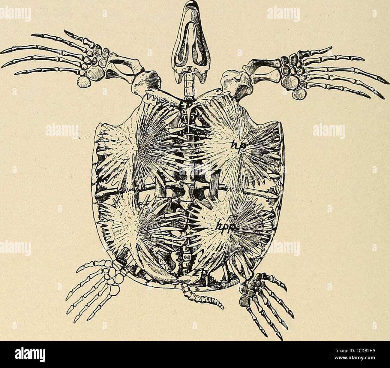 . Rettili d'acqua del passato e del presente dal basso, senza trastrone: H, humero; r, raggio; u, ulna;sc, scapula; c, coracoide; p, pube; i, ischio. (Da Wieland.) di tre tonnellate. Tranne che la conchiglia non era a forma di cuore orallungata come in tutte le moderne tartarughe marine, ma quasi circolare in fuori linea, aveva tutti gli adattamenti acquatici della tartaruga marina in un grado più alto. La conchiglia era depressa; le piastre dermiche che ricoprivano la costola quasi completamente scomparivano, rimanendo solo i residui delle loro punte superiori; il cranio (Fig. 127) aveva il temporale regioninteramente coperto; il collo era corto a. Foto Stock