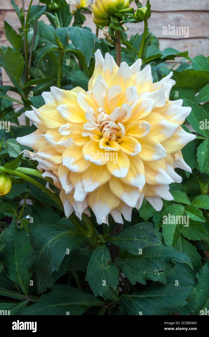 Un primo piano di Dahlia Seattle un decorativo o cena Piatto dahlia doppio.that fiori per tutta l'estate UN perenne tuberoso che ama il sole pieno Foto Stock