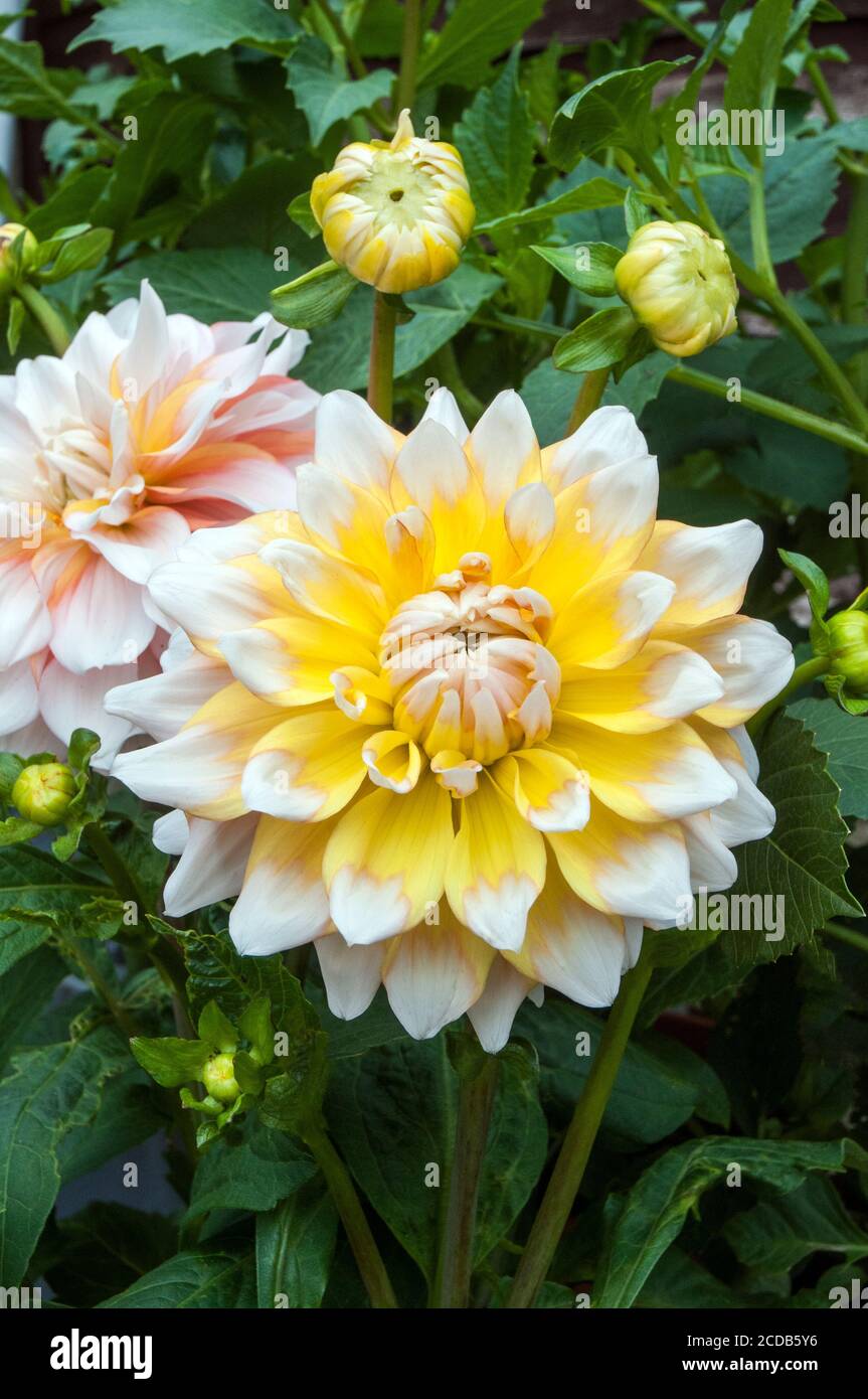 Un primo piano di Dahlia Seattle un decorativo o cena Piatto dahlia doppio.that fiori per tutta l'estate UN perenne tuberoso che ama il sole pieno Foto Stock