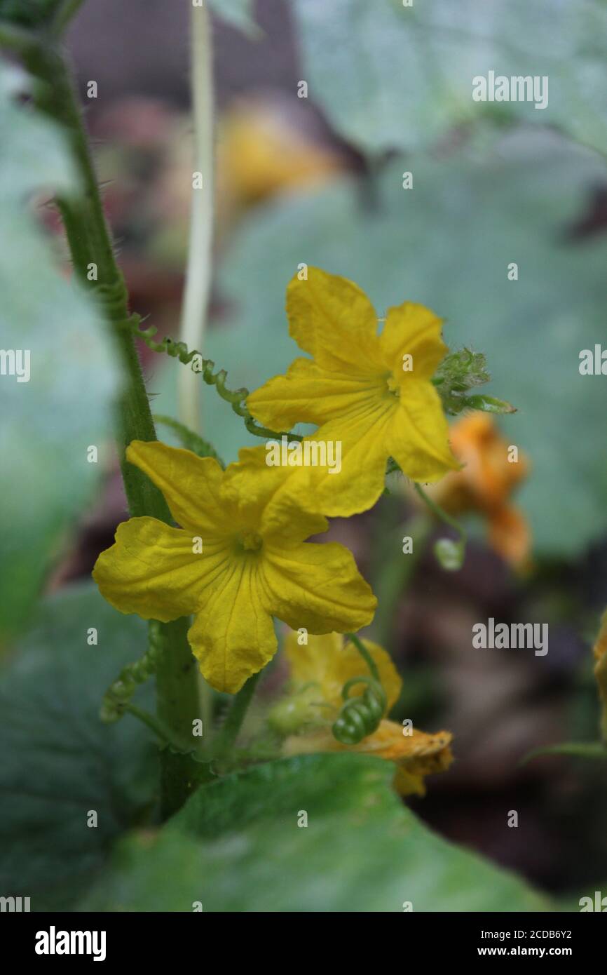 Il fiore arancione luminoso della pianta di squash comune che cresce nel giardino urbano del cortile biologico. Foto Stock