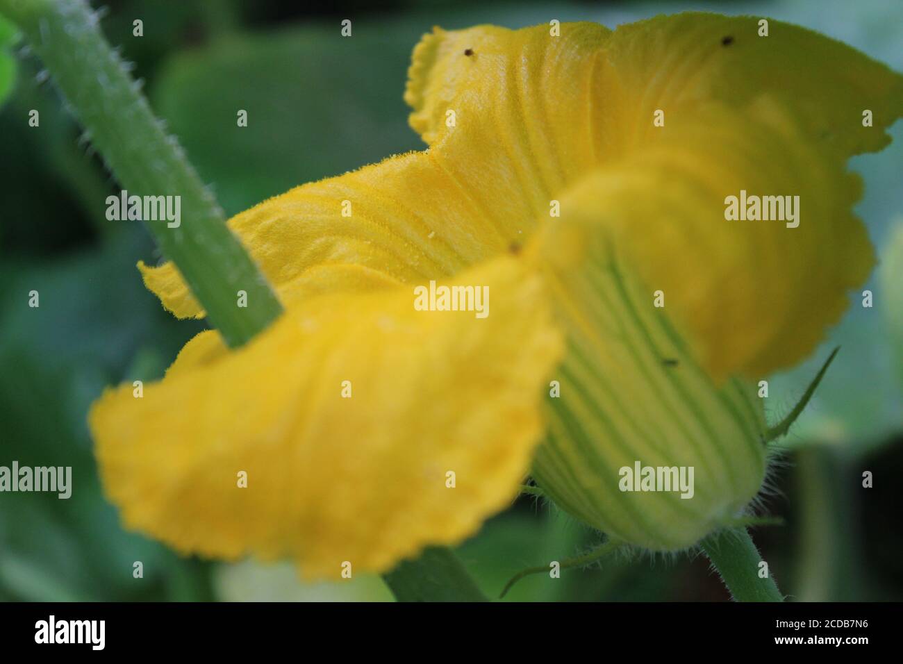 Giardinaggio urbano del cortile biologico di un fiore gigante arancione brillante della zucca. Foto Stock