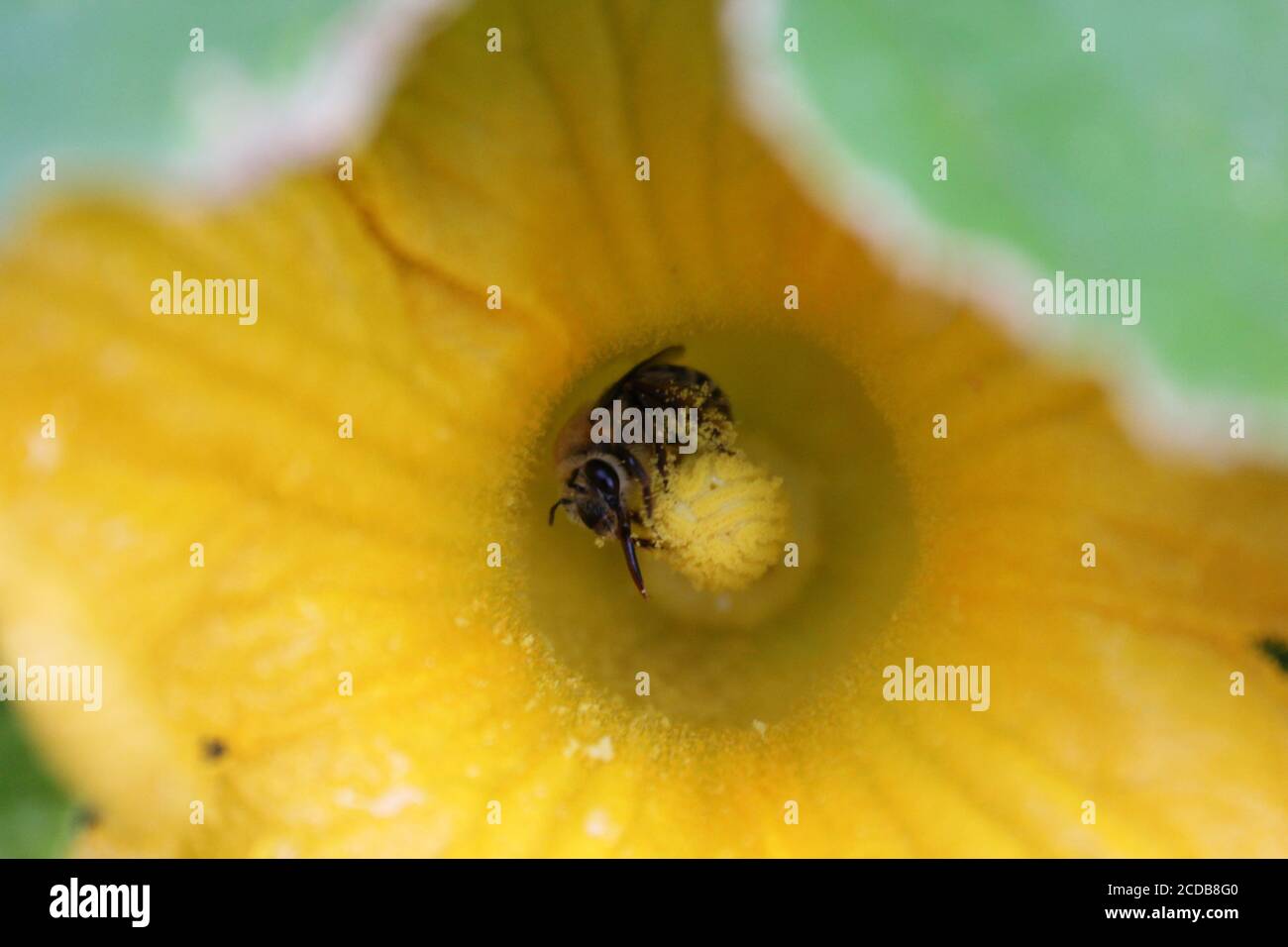Giardino urbano del cortile biologico di un'ape comune del giardino impollinante un fiore enorme della zucca arancione. Foto Stock