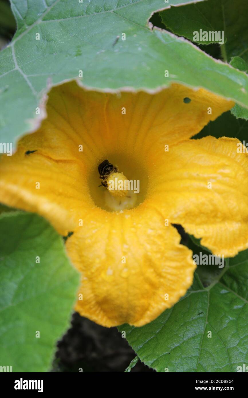 Giardino urbano del cortile biologico di un'ape comune del giardino impollinante un fiore enorme della zucca arancione. Foto Stock
