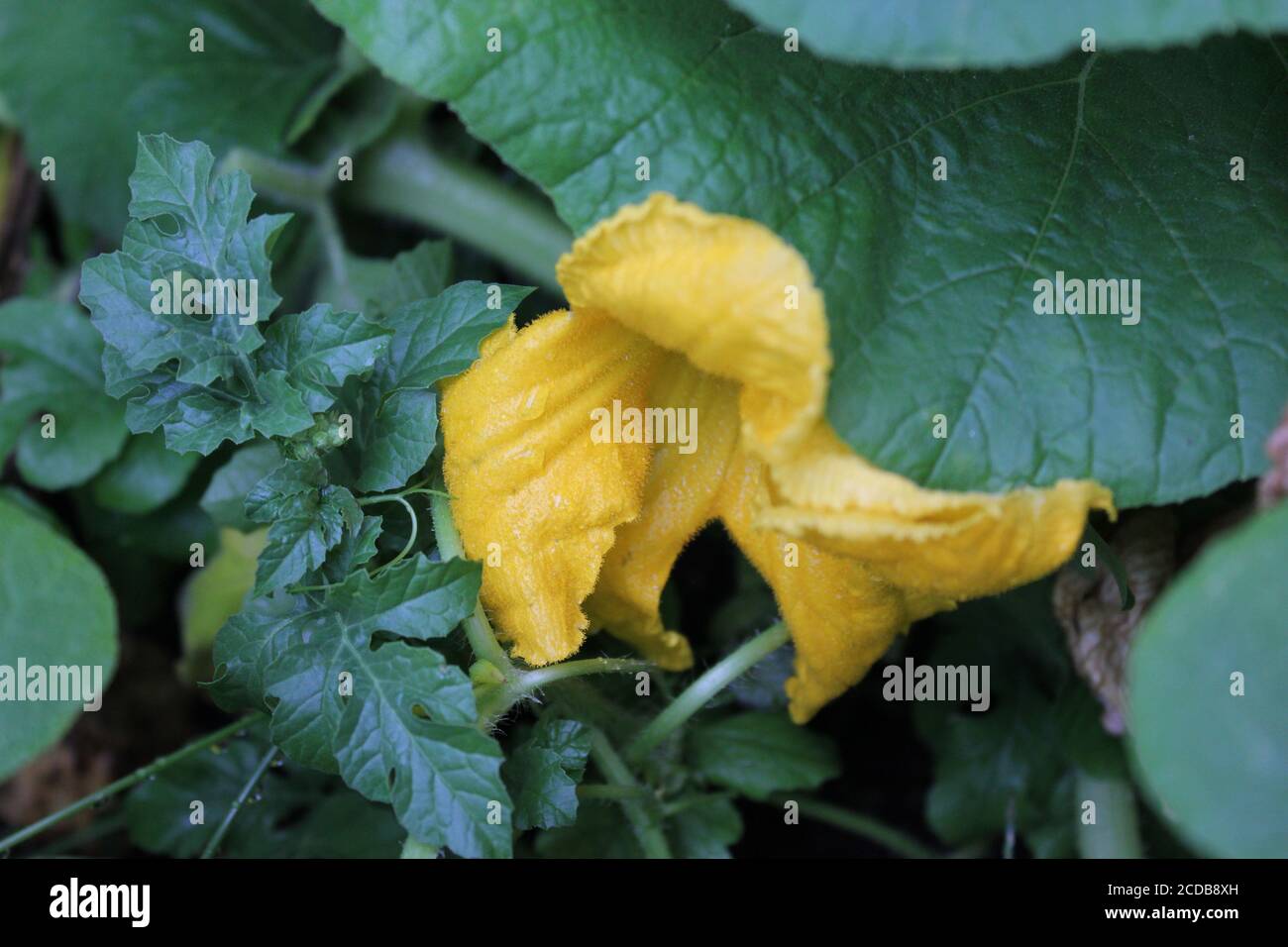 Giardinaggio urbano del cortile biologico di un fiore gigante arancione brillante della zucca. Foto Stock