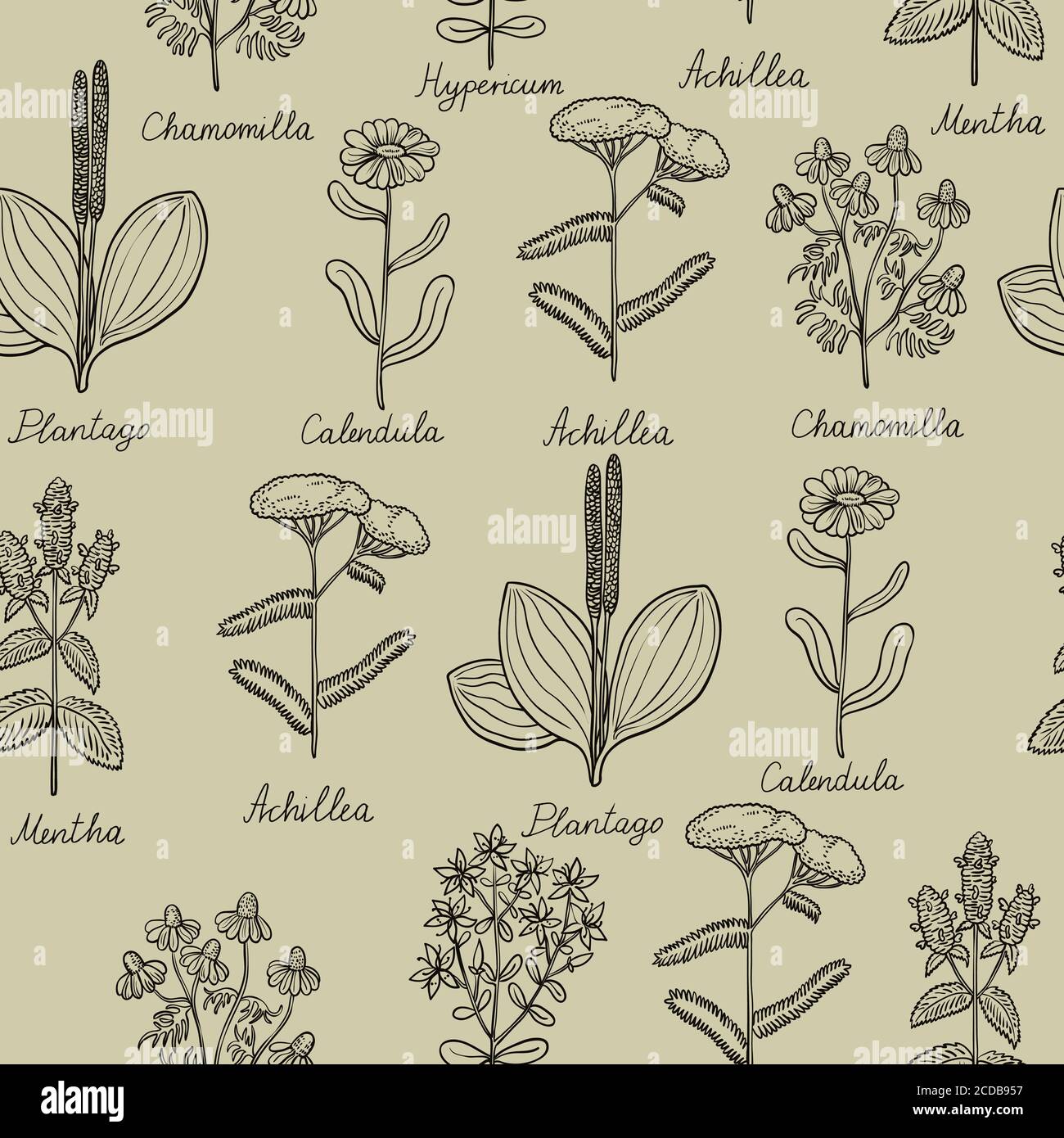 Modello senza cuciture con illustrazioni botaniche vintage di erbe medicinali. Illustrazione Vettoriale