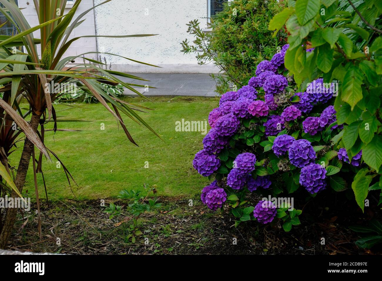 Belfast - Agosto 2019: Fiori violacei Foto Stock