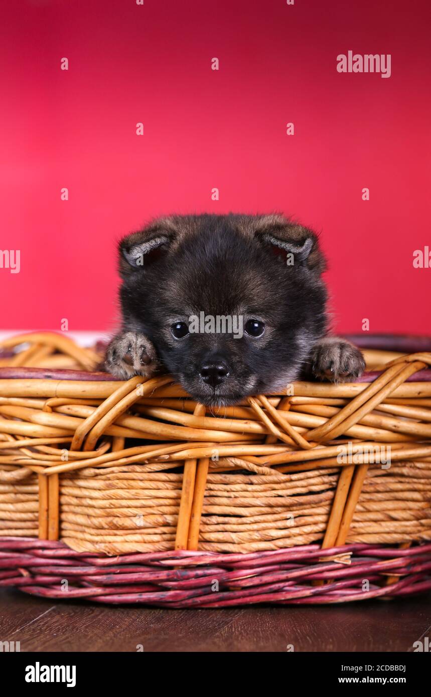 Cucciolo Pomsky seduto in un cesto in una stanza rossa Foto Stock