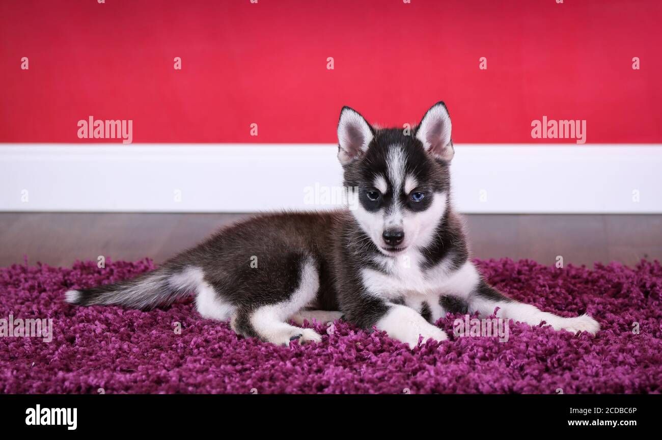 Cucciolo Pomsky sdraiato su un tappeto in una stanza rossa Foto Stock