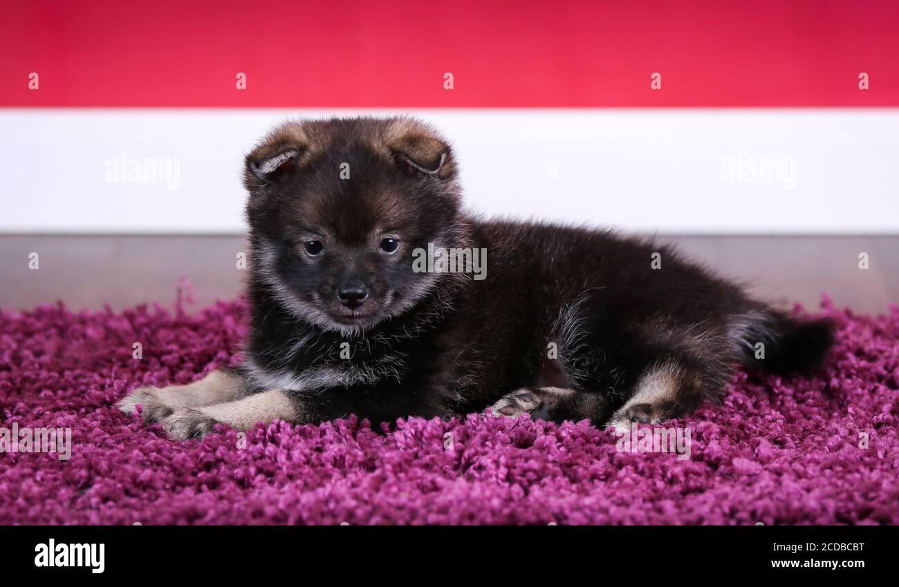 Cucciolo Pomsky sdraiato su un tappeto in una stanza rossa Foto Stock