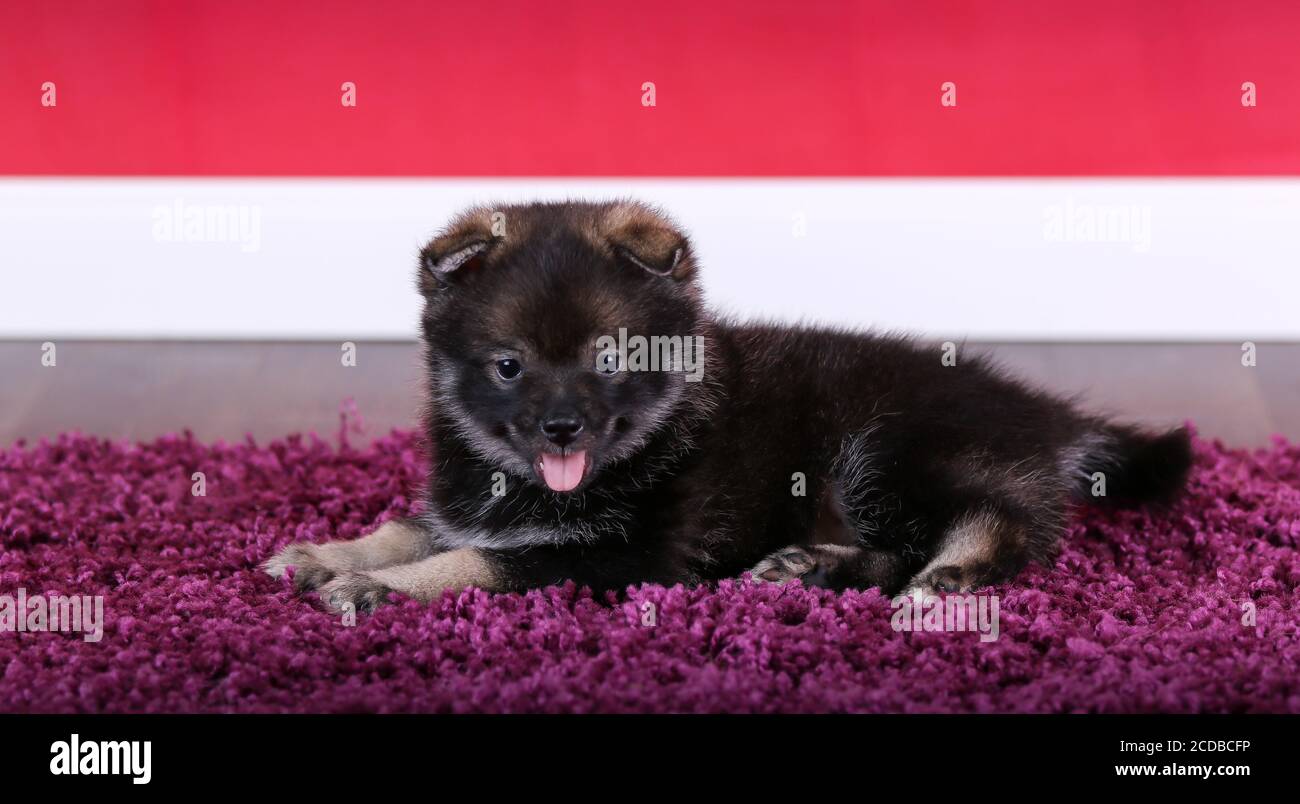Cucciolo Pomsky sdraiato su un tappeto in una stanza rossa Foto Stock