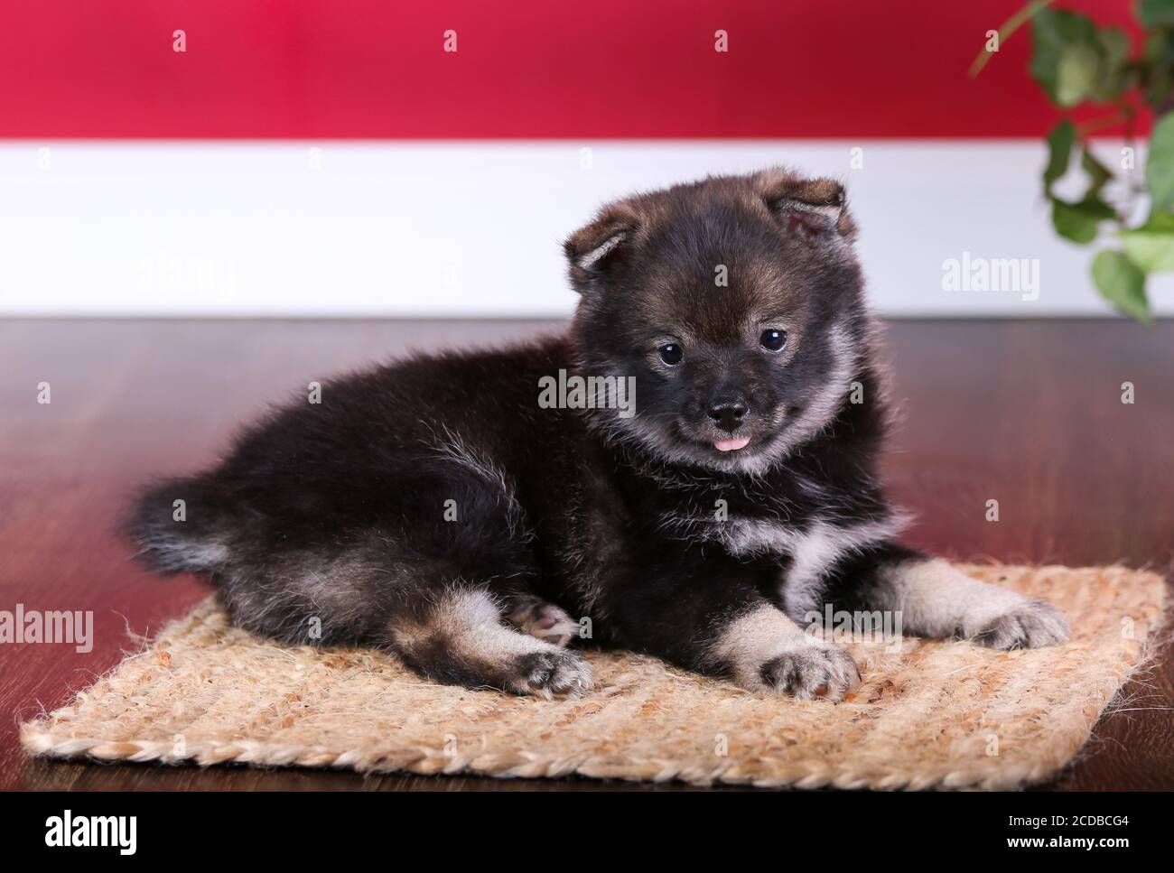 Cucciolo Pomsky sdraiato su un tappeto in una stanza rossa Foto Stock