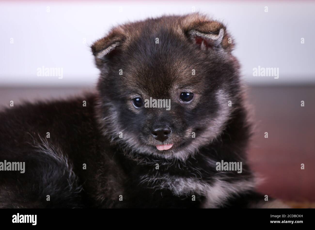 Cucciolo Pomsky sdraiato con la lingua fuori Foto Stock