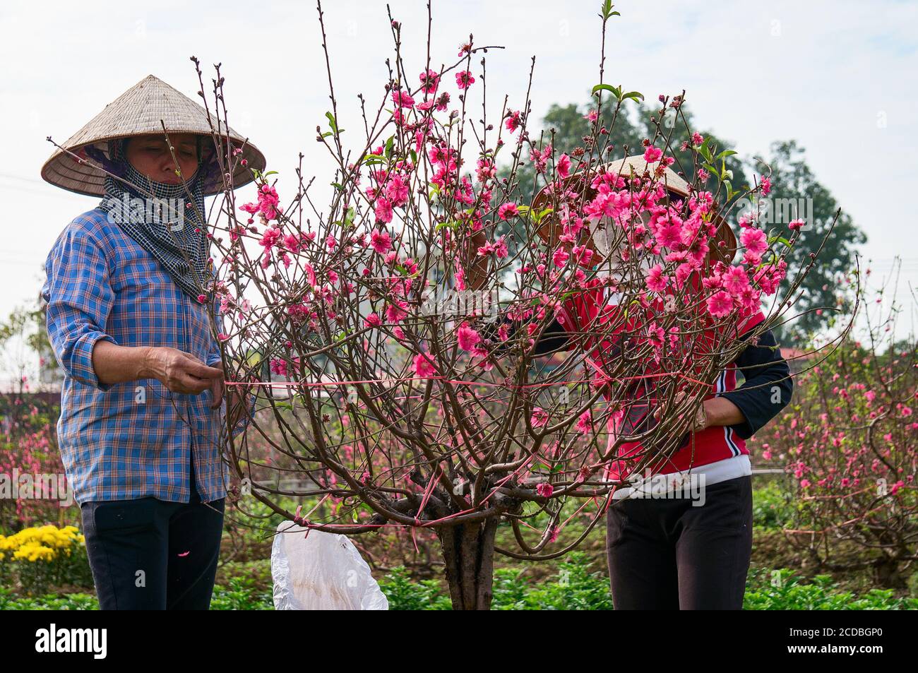 Campo di riso terrazzato all'interno della nebbia e raggio di mattina in Mu Cang Chai Vietnam Foto Stock