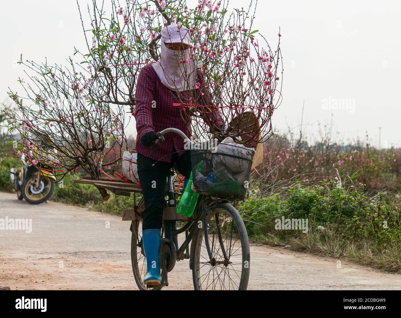 Campo di riso terrazzato all'interno della nebbia e raggio di mattina in Mu Cang Chai Vietnam Foto Stock