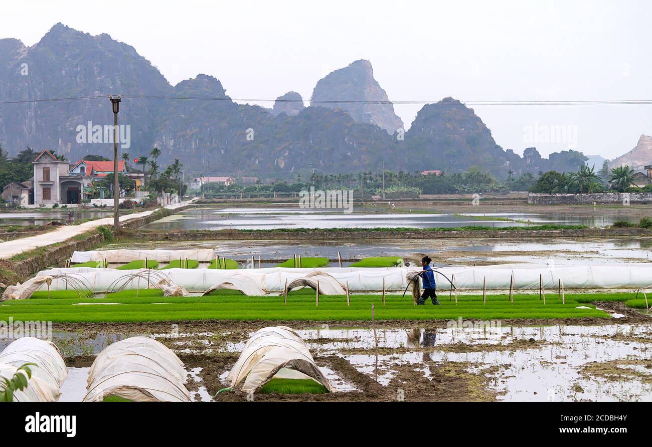 Campo di riso terrazzato all'interno della nebbia e raggio di mattina in Mu Cang Chai Vietnam Foto Stock