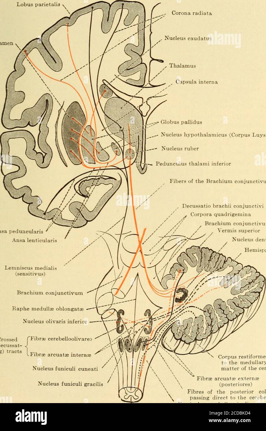 . Malattie del sistema nervoso . Rotazione media Fig. 109.-diagramma che mostra le braccia delle tratte cerebellari. (Dopo Edinger.) aggrappando i fasci chiusi del tratto piramidale (Fig. 96). Molte cellule nervose che una porzione delle fibre sembra terminare sono qui depositate, mentre, d'altra parte, le fibre di queste cellule ascendono al cervelletto, probabilmente nel tratto di thesame. Alcune di queste fibre, tuttavia, si estendono al raphe dei pons, DEI SISTEMI NEURONICI E DELLE MALATTIE NEURONALI 109 che attraversano parzialmente, e poi passano dorsalmente alla regione del teg-mentum dove possono essere tracciate verso il cerebrio. Th Foto Stock