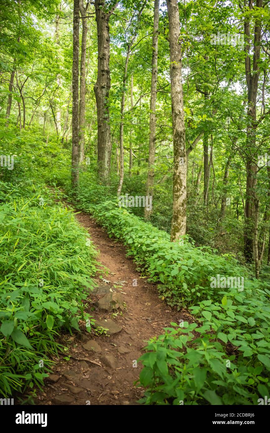 Appalachian Trail a Mountain Crossings/Walasi-Yi nelle North Georgia Mountains. (STATI UNITI) Foto Stock