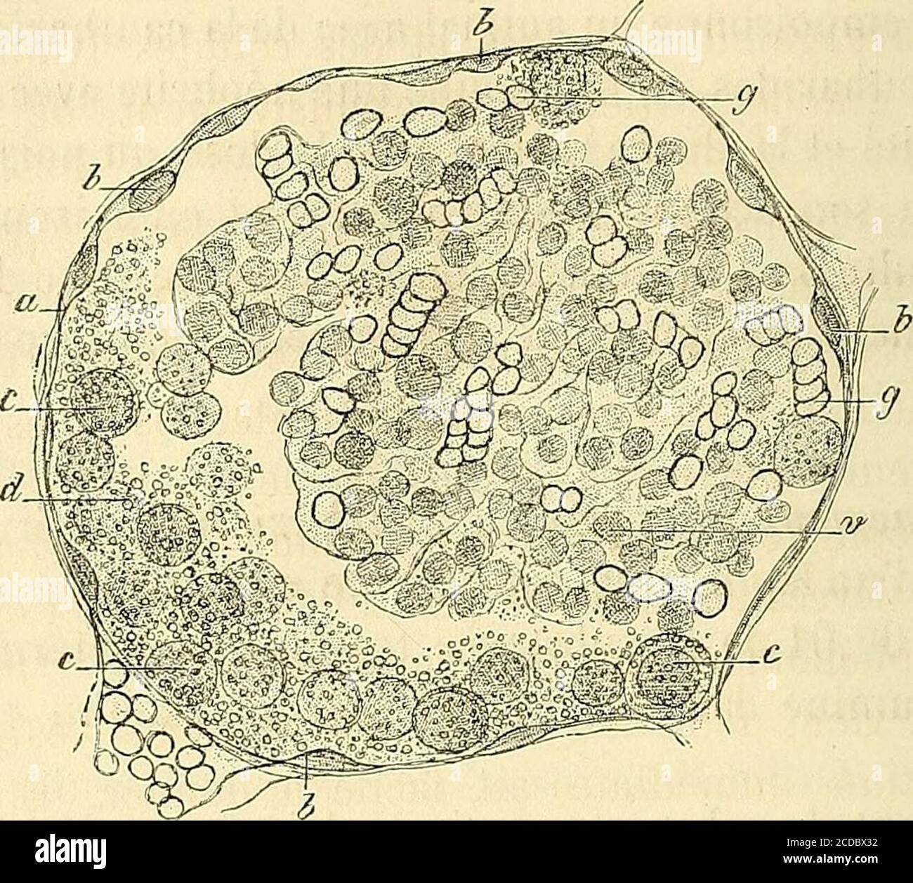 . Manuel d'histologie sperimentale . us les retroverons dans les né-phrites aiguës des fièvres et quelquefois dans les néphrites chro-niques. Les glomérules examinés avec un grossisement de 100 à 200 dia-mètres, présentent une zone granuleuse Plus ou moins large, situéentre le bouquet vasculaire et la capsule. Cette zone existe partout,excepté au niveau du hile du glomérule, parce quil ny a pas làdespace libre entre la capsule et les vaisseaux afférents. (1) Nous nous servons pour cela dune Solution concentée de cantharidine dans deréther acétique. Le degié de solubilité est en rapport AV Foto Stock