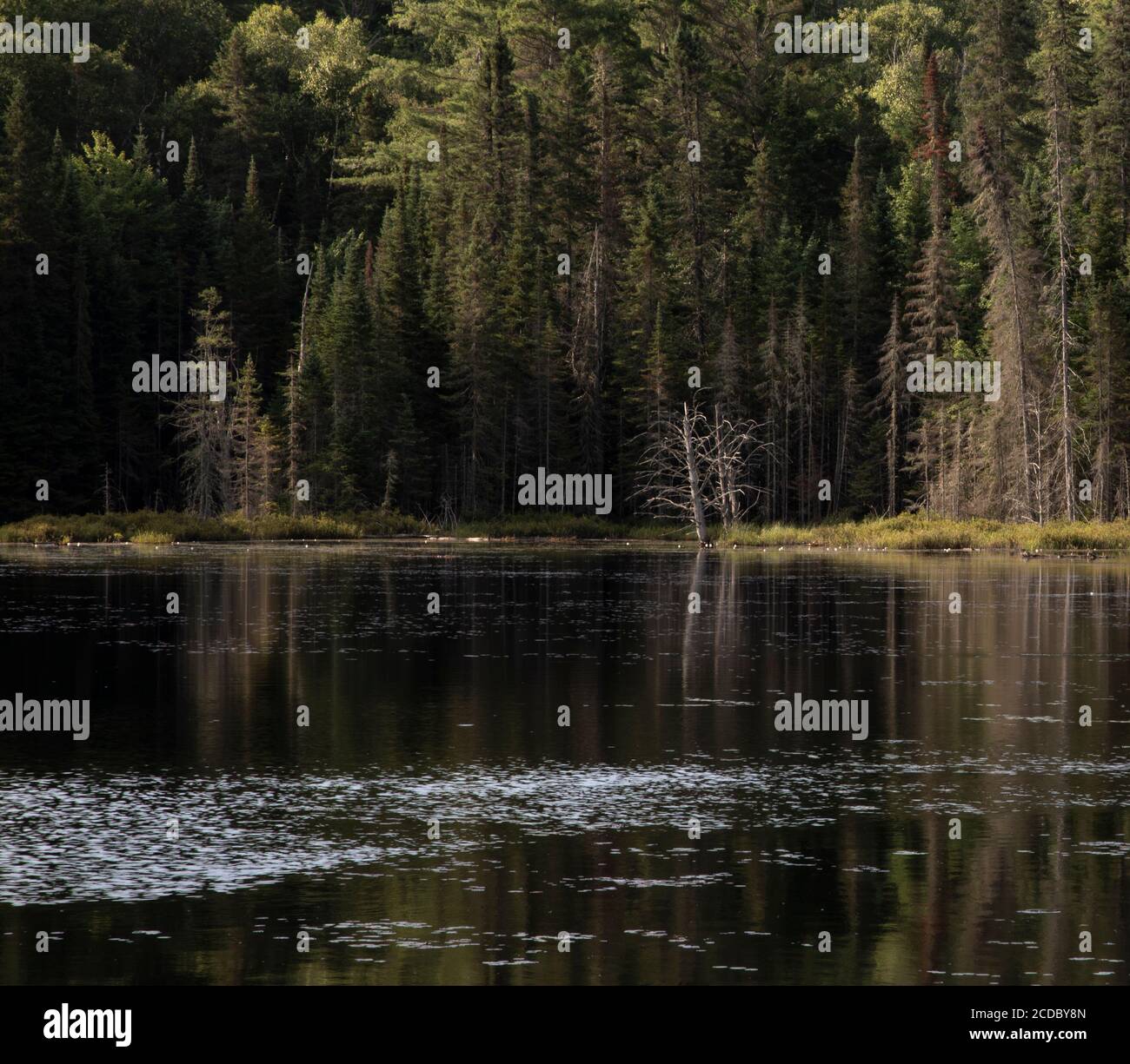 Gli alberi illuminati dal sole si riflettono nelle acque calme di uno stagno Ad Algonquin Park, Ontario Foto Stock