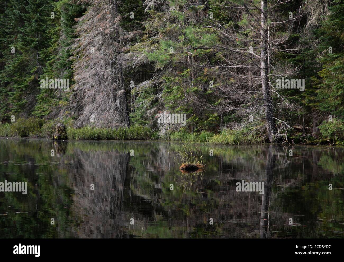 Foresta riflessioni nella calma acqua vetrosa di uno stagno Nel Parco Algonquin Foto Stock