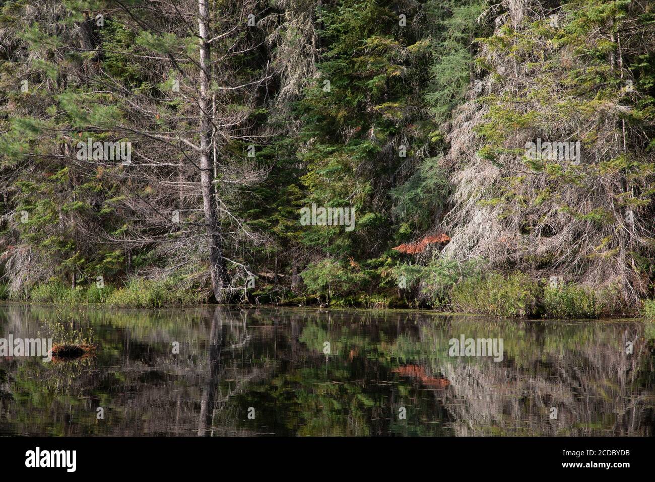 Foresta riflessioni nella calma acqua vetrosa di uno stagno Nel Parco Algonquin Foto Stock