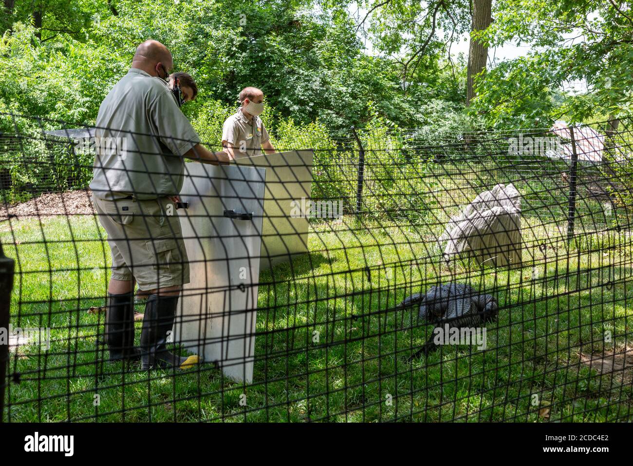 Gli zookepers bloccano un alligatore mentre il suo recinto è in fase di pulizia al Fort Wayne Children's Zoo, mentre indossano maschere per proteggerli dal COVID-19. Foto Stock